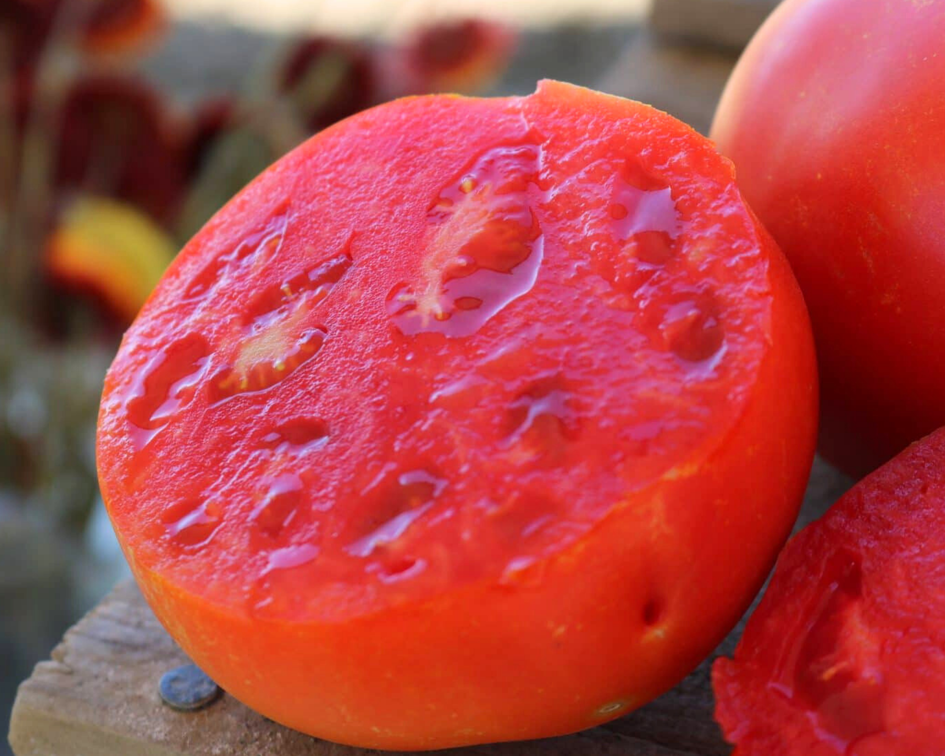 Packet of Seeds 'n Such Jamestown Hybrid Tomato Seeds showing 8 to 10 seeds in a resealable packet.