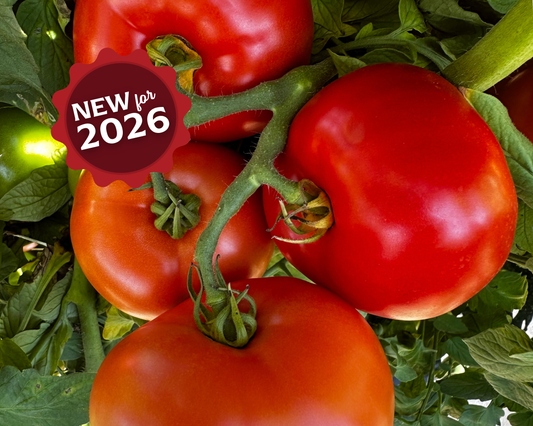 Packet of Seeds 'n Such Jolene Hybrid Tomato Seeds showing 8 to 10 seeds in the packet.