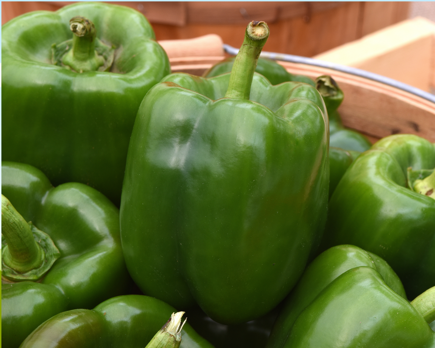 Kickstart Hybrid Pepper Seeds packet from Seeds 'n Such showing 8 to 10 seeds in a vibrant packet for gardening.