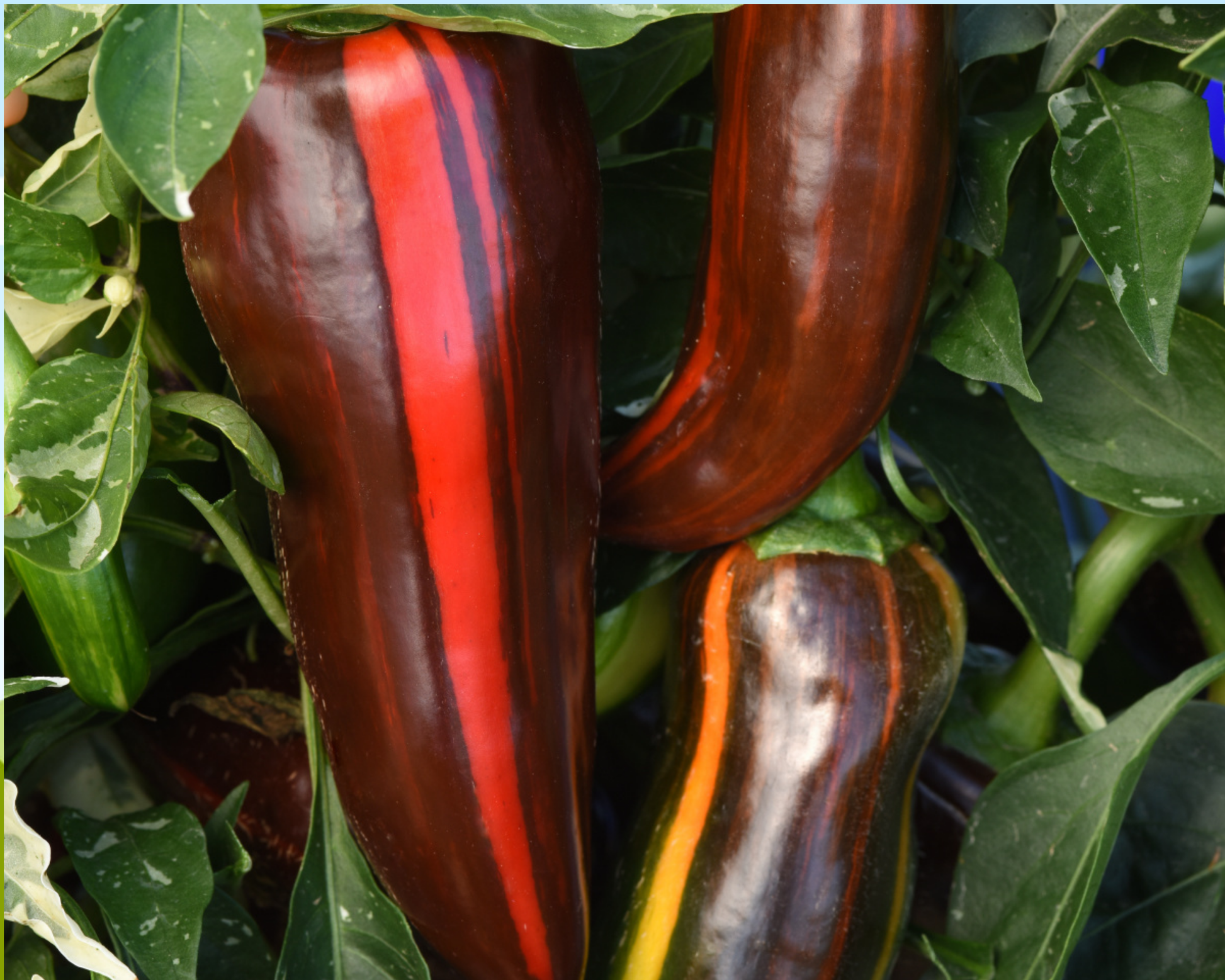Packet of Mocha Swirl Hybrid Pepper Seeds by Seeds 'n Such, showing 8-10 seeds in a colorful seed packet.