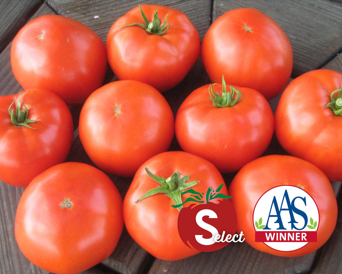 Packet of Mountain Merit™ Hybrid Tomato Seeds by Seeds 'n Such showing 8 to 10 seeds inside.