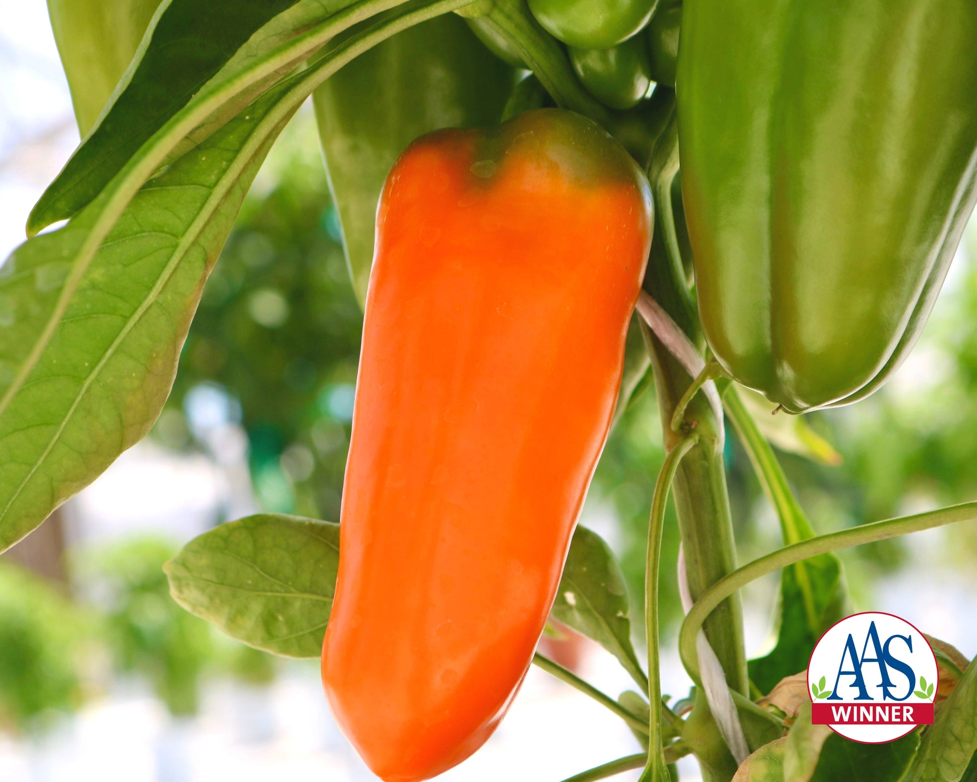 Orange Blaze Hybrid Pepper Seeds packet from Seeds 'n Such, showing a colorful packet with 8-10 seeds for planting.