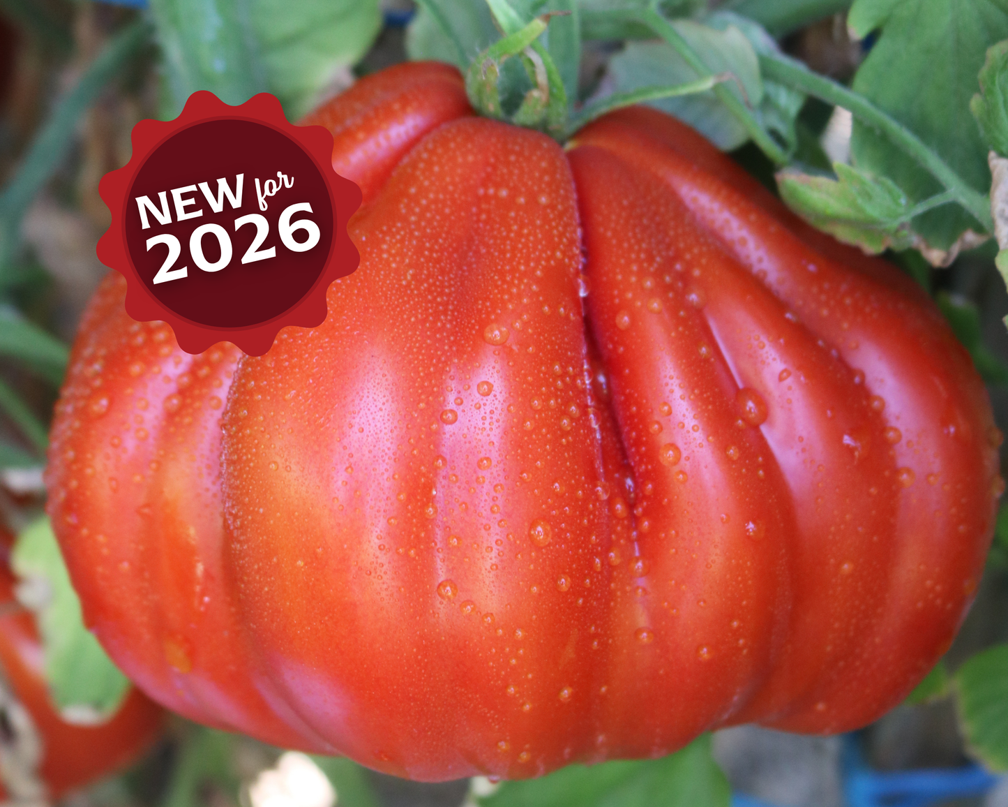 Packet of Palpatation Hybrid Tomato Seeds by Seeds 'n Such, showing 8 to 10 seeds inside a colorful seed packet.
