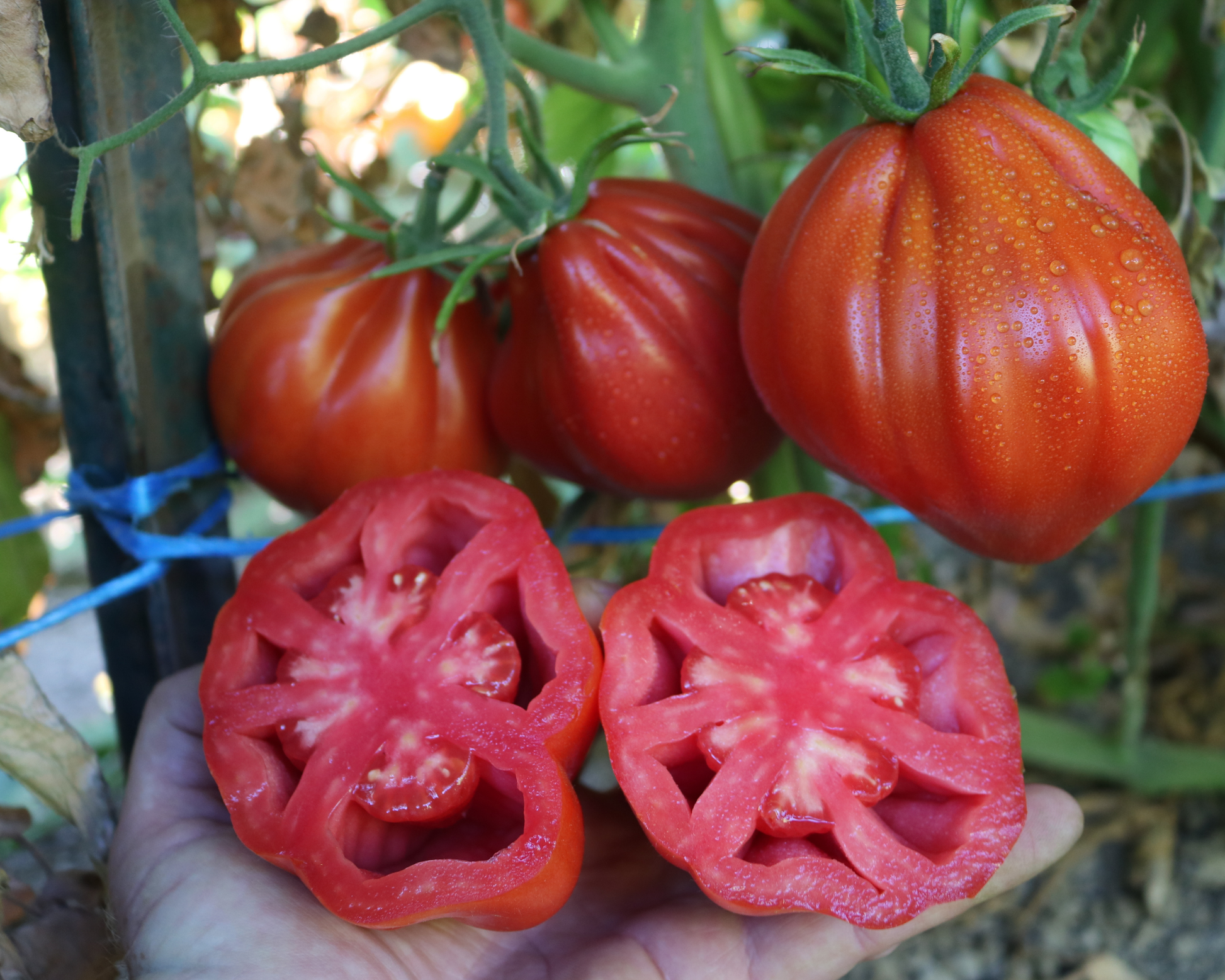 Packet of Palpatation Hybrid Tomato Seeds from Seeds 'n Such, showing 8 to 10 seeds inside the colorful seed packet.