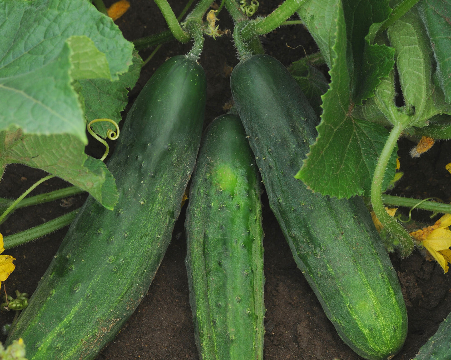 Packet of Seeds 'n Such Patio Snacker Hybrid Cucumber seeds, showcasing the seed packet with images of mature cucumbers.
