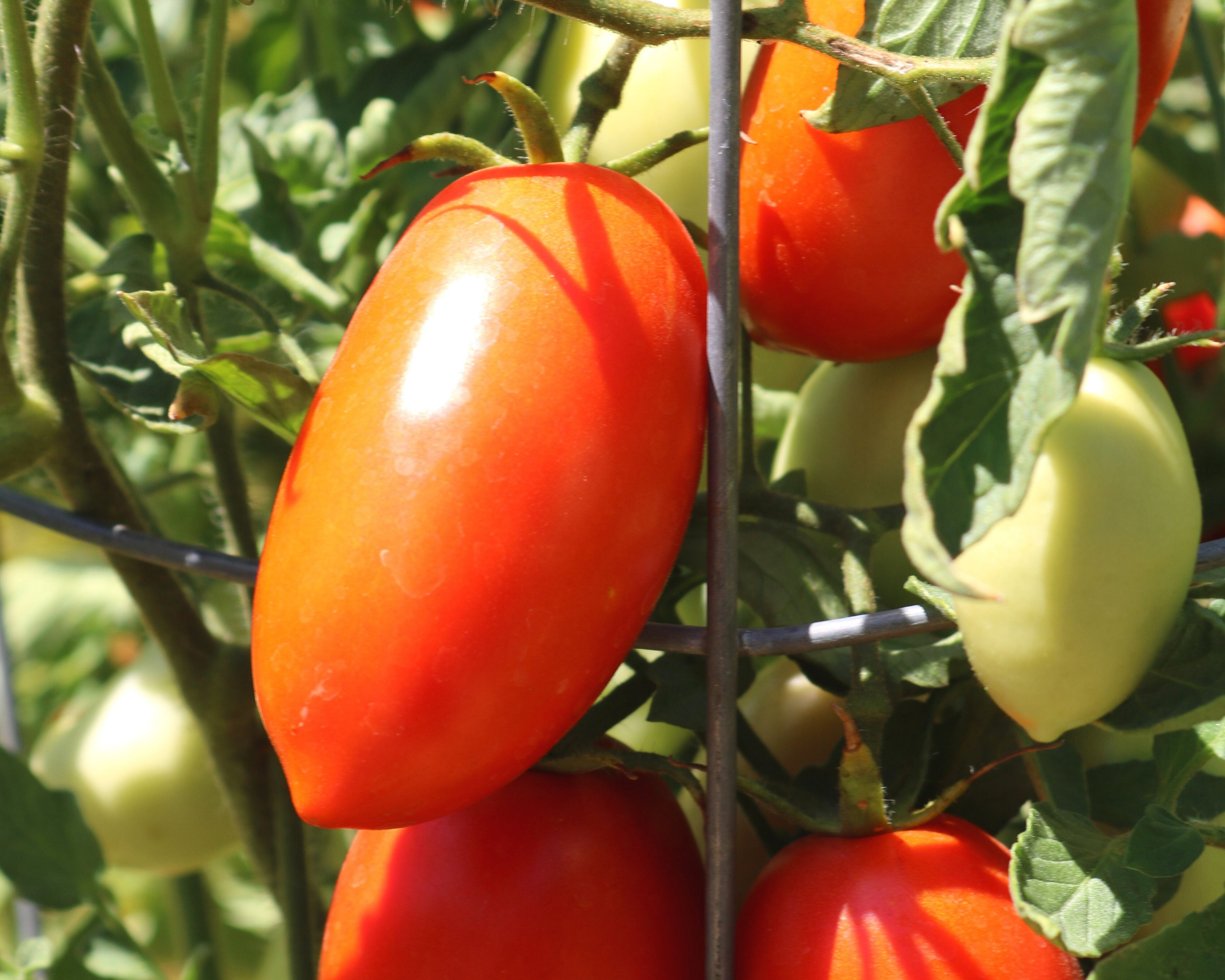 Packet of Seeds 'n Such Picus Hybrid Tomato Seeds showing 8 to 10 seeds in a colorful packet.