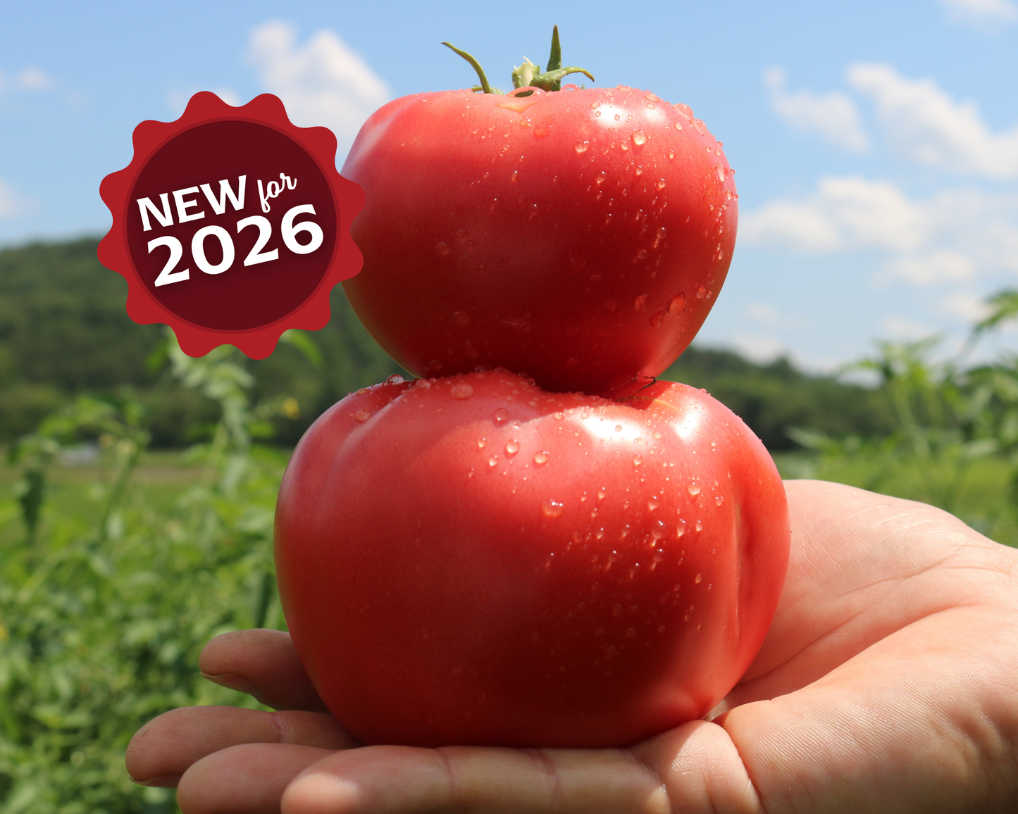 Pink Gal Hybrid Tomato Seeds packet from Seeds 'n Such with 8-10 seeds for planting and growing pink hybrid tomatoes.