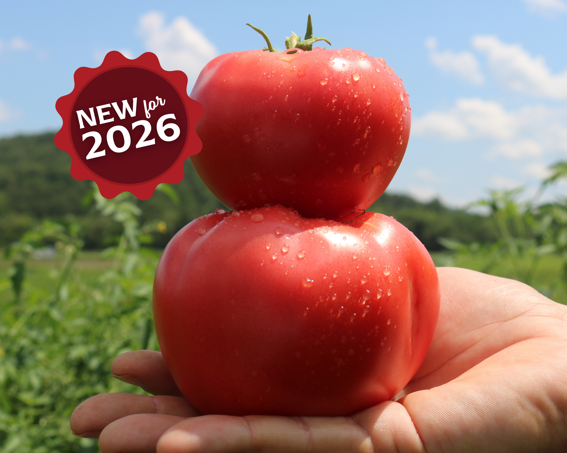 Pink Gal Hybrid Tomato Seeds packet from Seeds 'n Such with 8-10 seeds for planting and growing pink hybrid tomatoes.