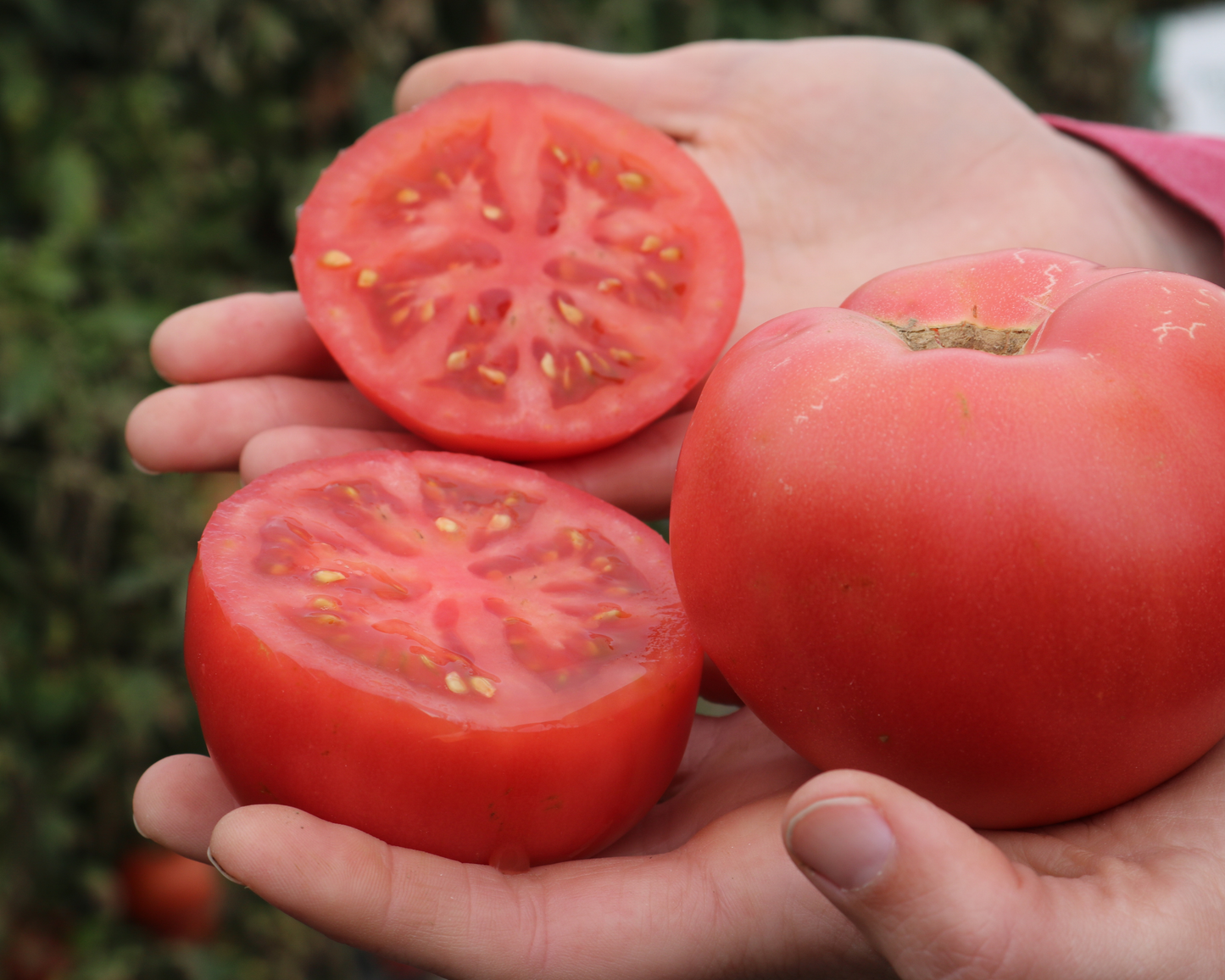 Pink Gal hybrid tomato seeds from Seeds 'n Such in a packet with 8 to 10 seeds, ready for planting and gardening.