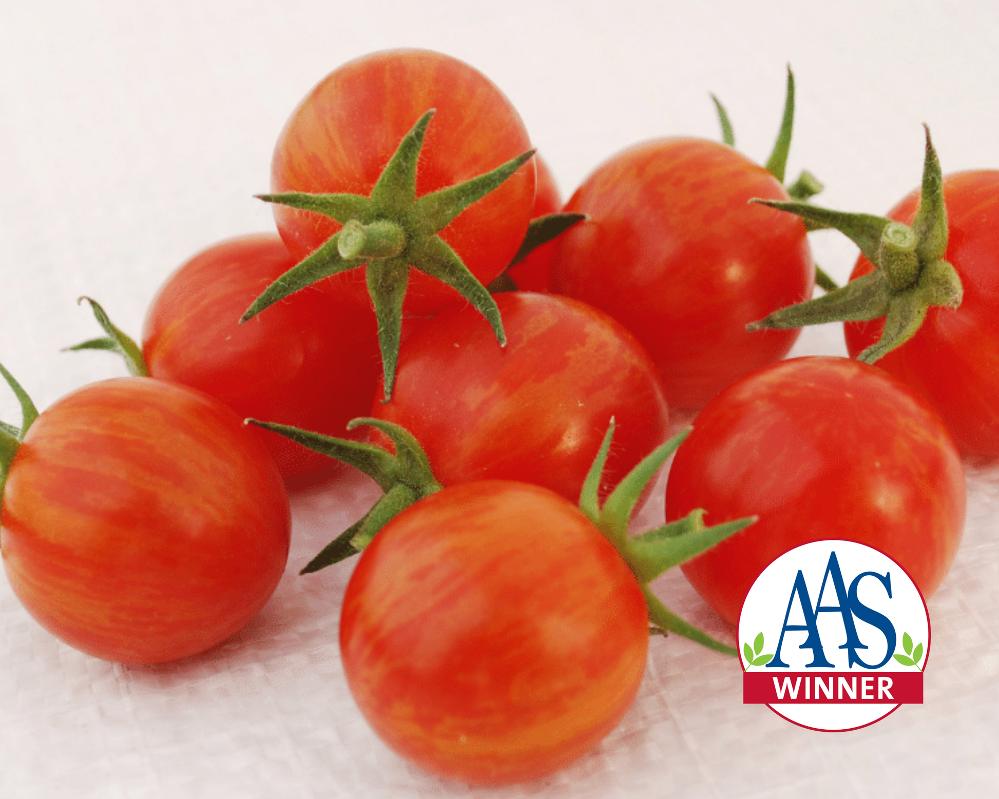 Packet of Sparky XSL Hybrid Tomato Seeds by Seeds 'n Such showing 8 to 10 seeds in a colorful packet.