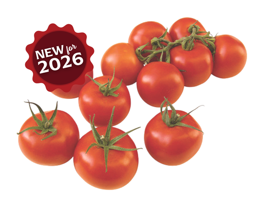 Packet of Sugar Cluster Hybrid VFFT tomato seeds by Seeds 'n Such, showcasing vibrant seed packet with seeds inside.