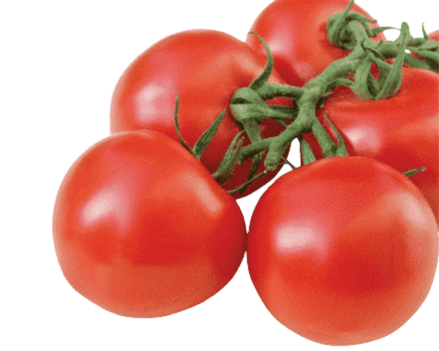 Packet of Sugar Cluster Hybrid VFFT Tomato Seeds from Seeds 'n Such, showcasing the seed packet with 8-10 seeds.