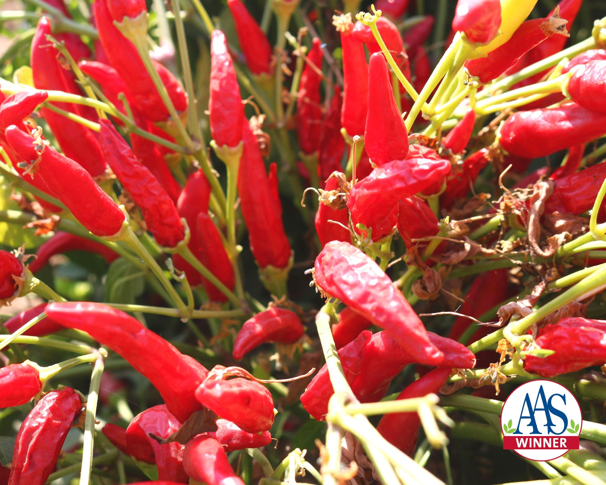 Super Chili Hybrid Hot Pepper Seeds packet from Seeds 'n Such showing 8 to 10 seeds for planting.