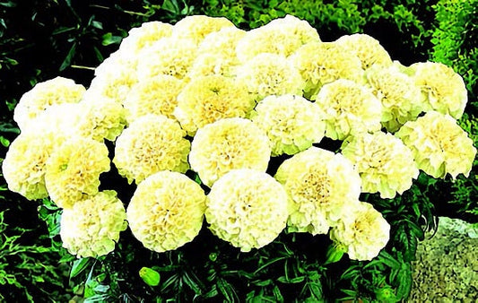 Packet of Vanilla Cream Hybrid Marigold Seeds from Seeds 'n Such showing 8 to 10 seeds in a colorful packet.