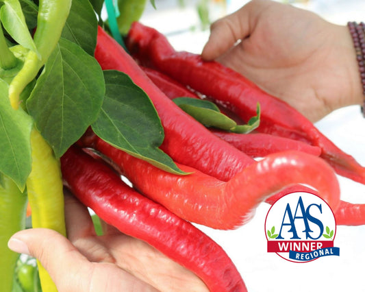 Packet of Wildcat Hybrid Cayenne Pepper Seeds by Seeds 'n Such showing 8 to 10 seeds in a colorful seed packet.