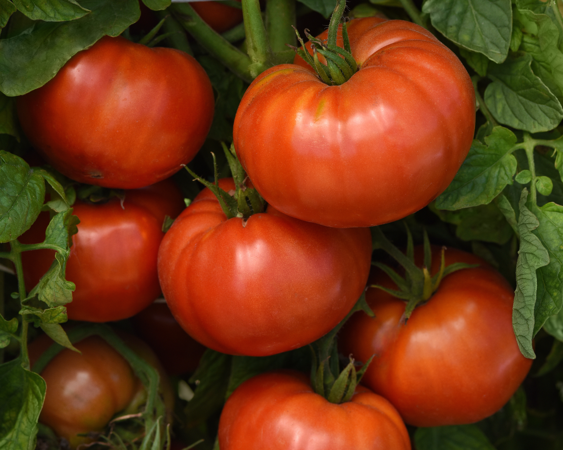 WonderStar Pink Hybrid Tomato Seeds packet from Seeds 'n Such showing 8 to 10 seeds for home gardening.
