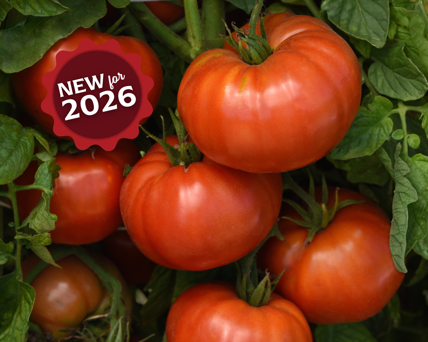 Wonderstar Red Hybrid Beefsteak VFStLb tomato seeds in a Seeds 'n Such packet, featuring 8-10 seeds of large, vibrant red tomatoes.