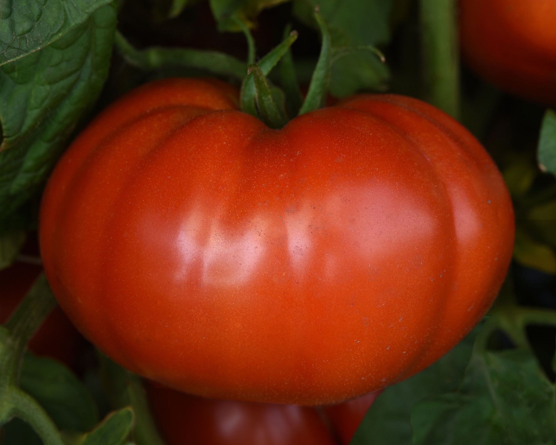 Wonderstar Red Hybrid Beefsteak tomato seeds from Seeds 'n Such, packet showing 8-10 seeds for planting and gardening.