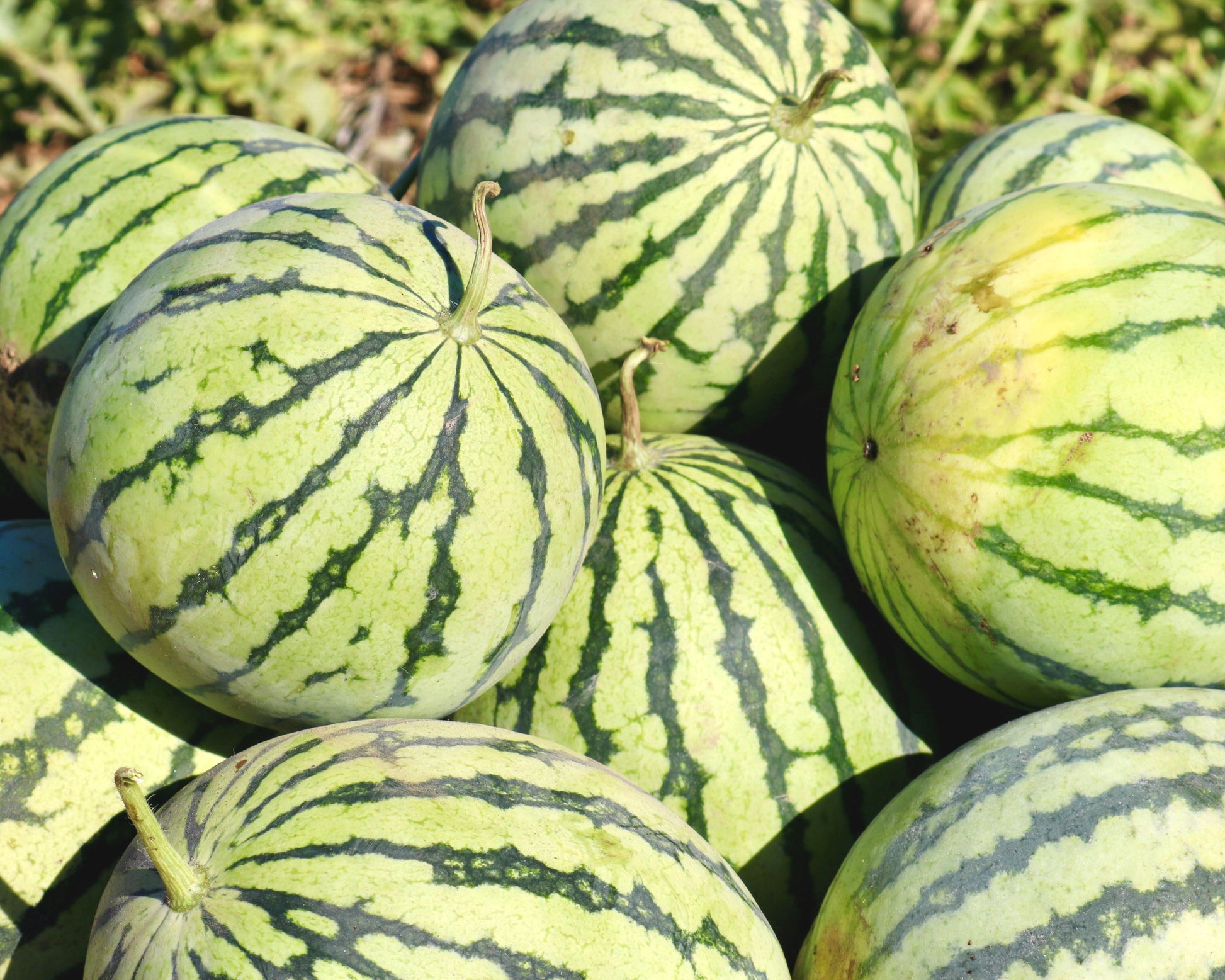 Yellow Doll Hybrid Watermelon Seeds by Seeds 'n Such in a packet with 8-10 seeds, ideal for planting and growing yellow-fleshed watermelons.
