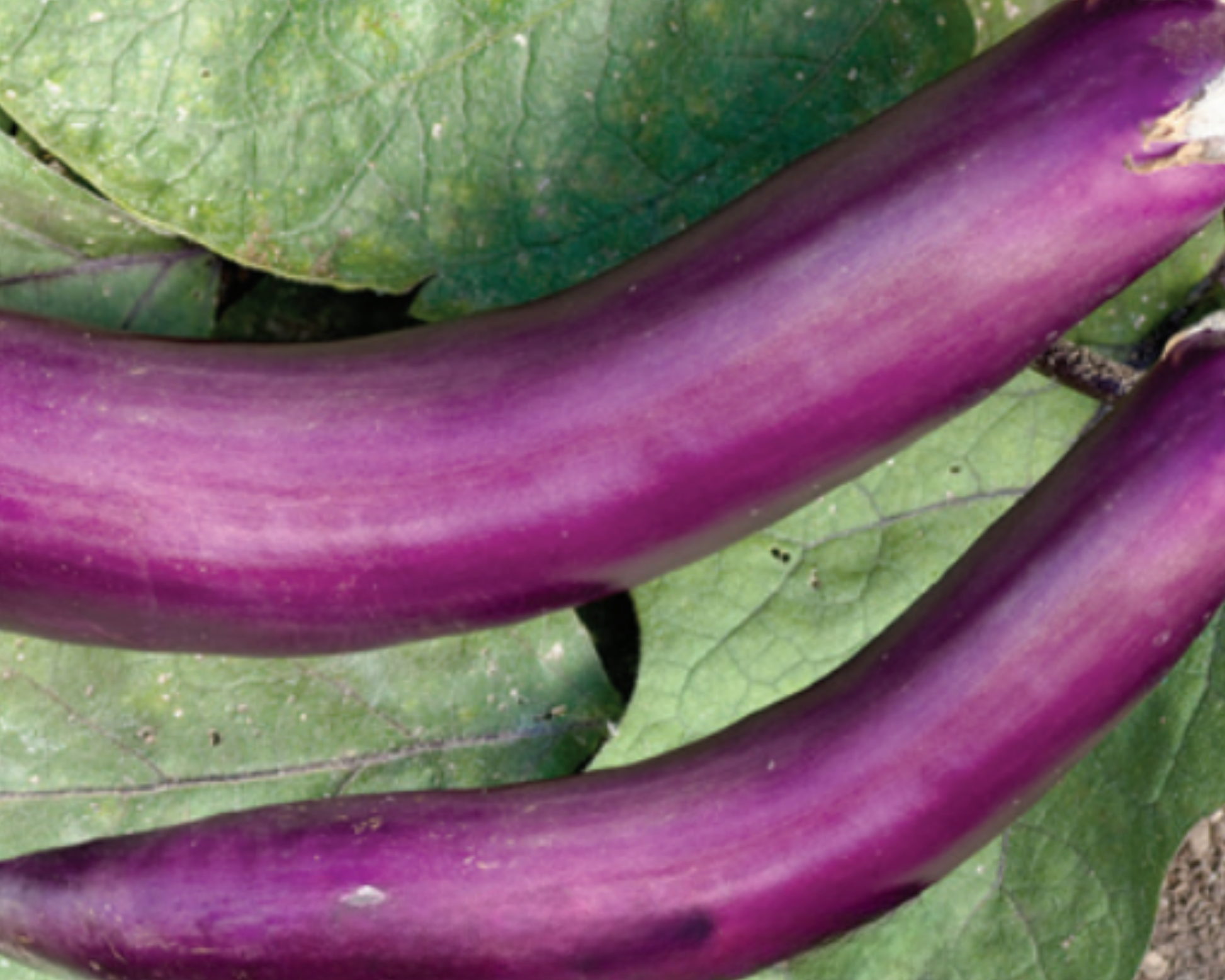 Packet of Seeds 'n Such Ping Tung Long Eggplant Seeds with 85 seeds, ready for planting in vegetable gardens.