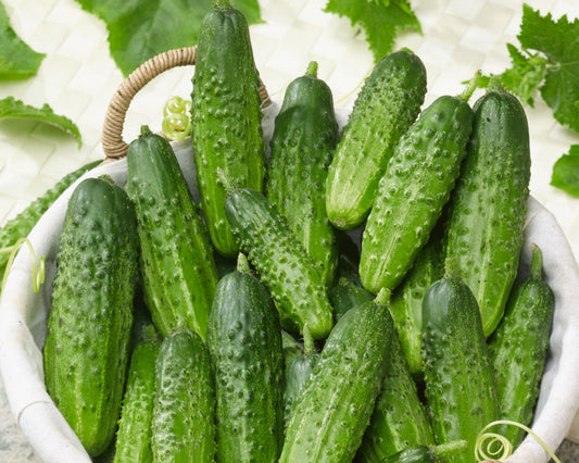 Pack of Bushy Compact Pickling Cucumber Seeds from Seeds 'n Such showing seed packet with 50 seeds for home gardening.
