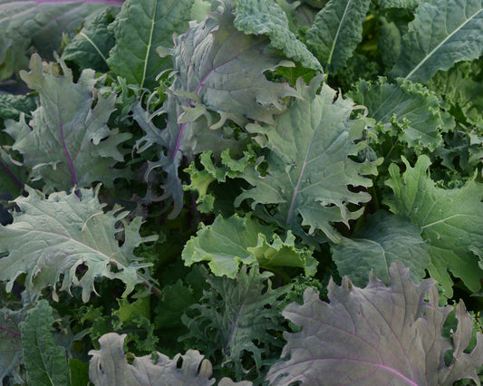 Bulk Seeds 'n Such SimplySalad Kale Storm Mix seeds in pellets for growing nutritious kale salads.