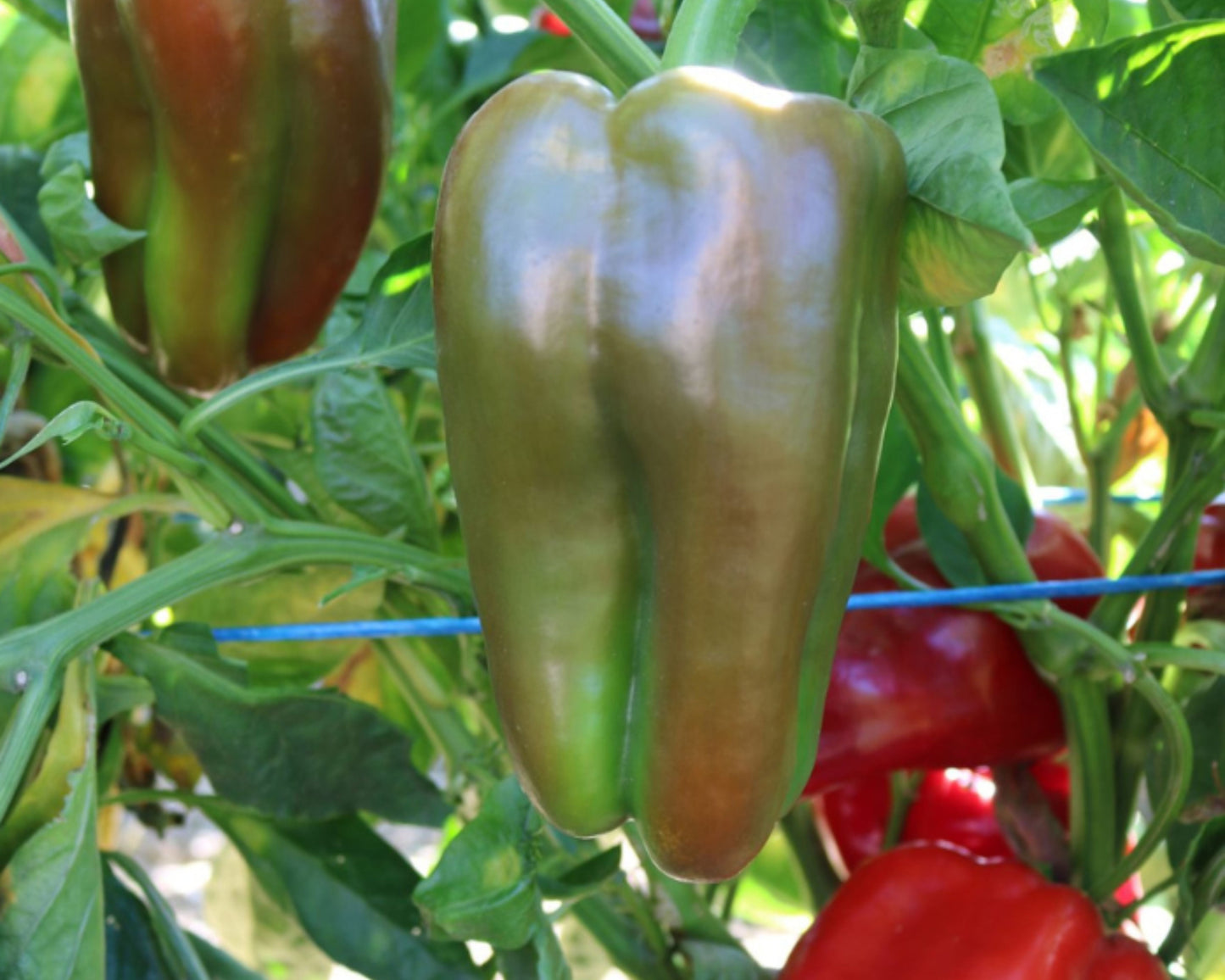 Bulk Red Impact Hybrid Pepper Seeds from Seeds 'n Such, showing 50 vibrant pepper seeds in a clear packet.