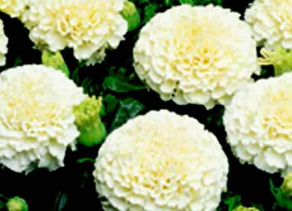 Creamy white marigold seeds in a seed pack from Seeds 'n Such, showing 50 seeds ready for planting.