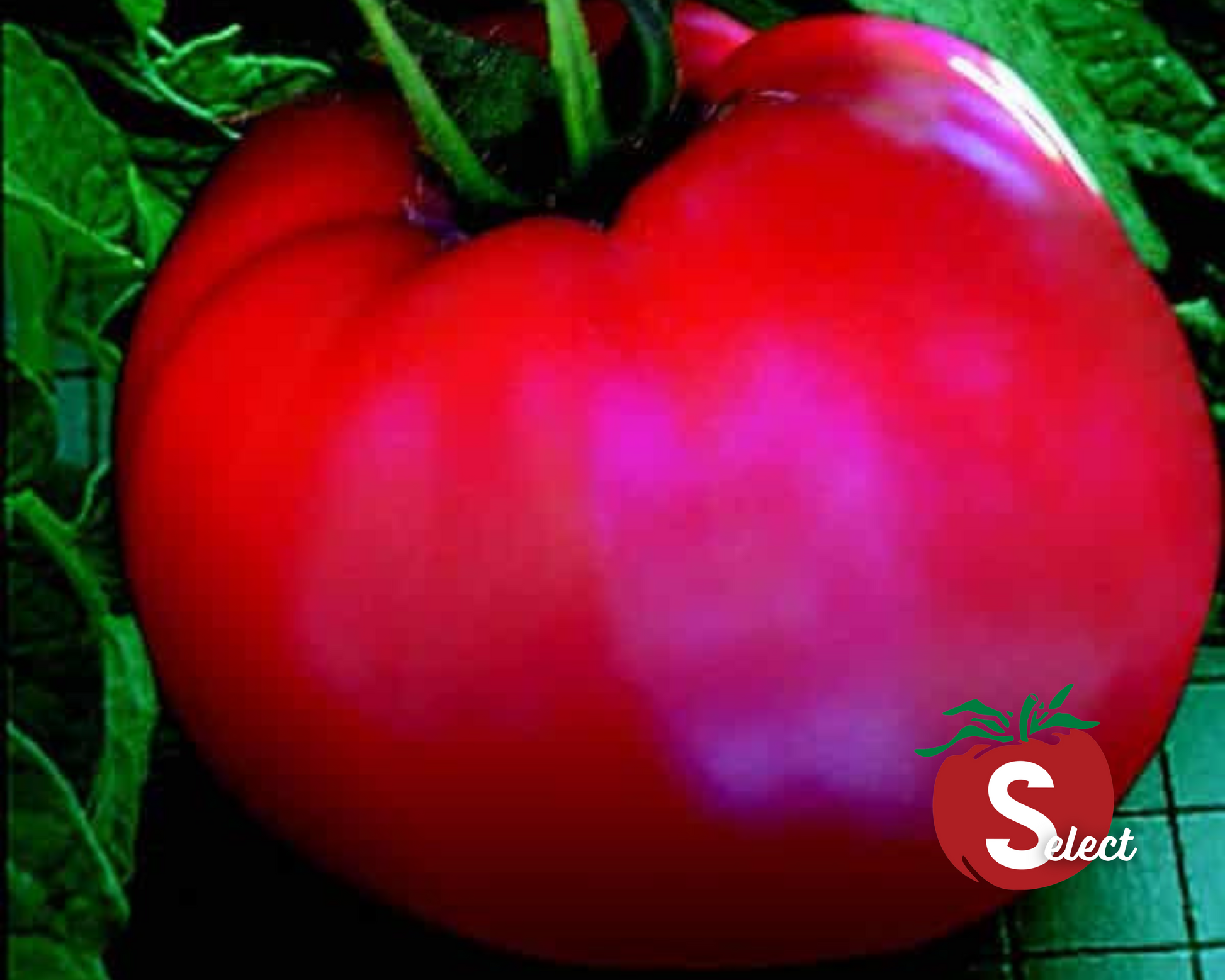 Packet of Goliath Original Hybrid Tomato Seeds from Seeds 'n Such, featuring vibrant seed packet with images of ripe tomatoes.
