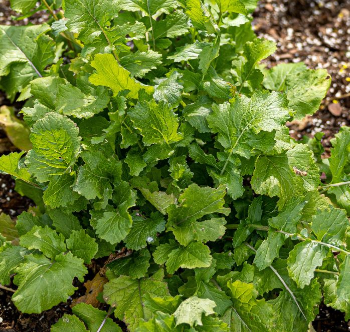 Black-Seeded Simpson lettuce vegetable seeds packet by Seeds 'n Such, featuring 1,000 black-seeded lettuce seeds in a clear packet