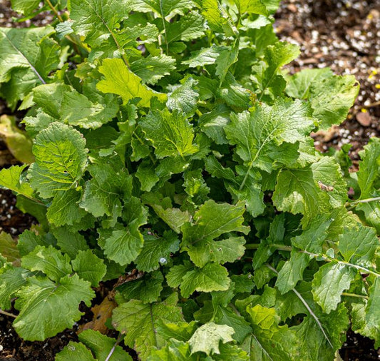 Black-Seeded Simpson lettuce vegetable seeds packet by Seeds 'n Such, featuring 1,000 black-seeded lettuce seeds in a clear packet