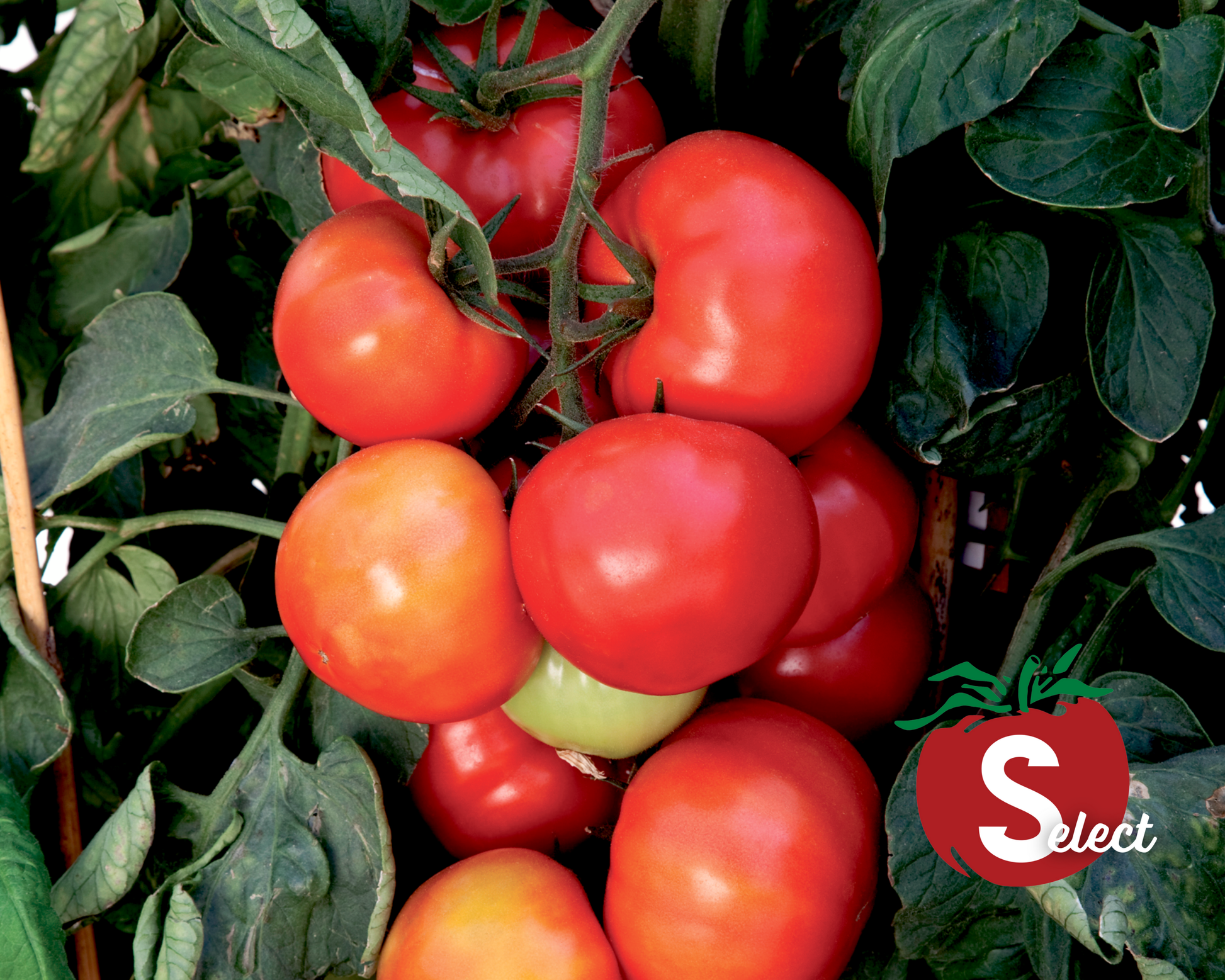 Packet of Big League Hybrid Tomato Seeds by Seeds 'n Such, showcasing 15 vegetable seeds for home gardening.