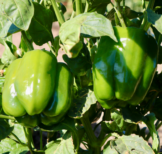 Packet of Baron Hybrid Pepper Seeds from Seeds 'n Such, featuring vegetable seeds with 15 to 20 seeds per packet