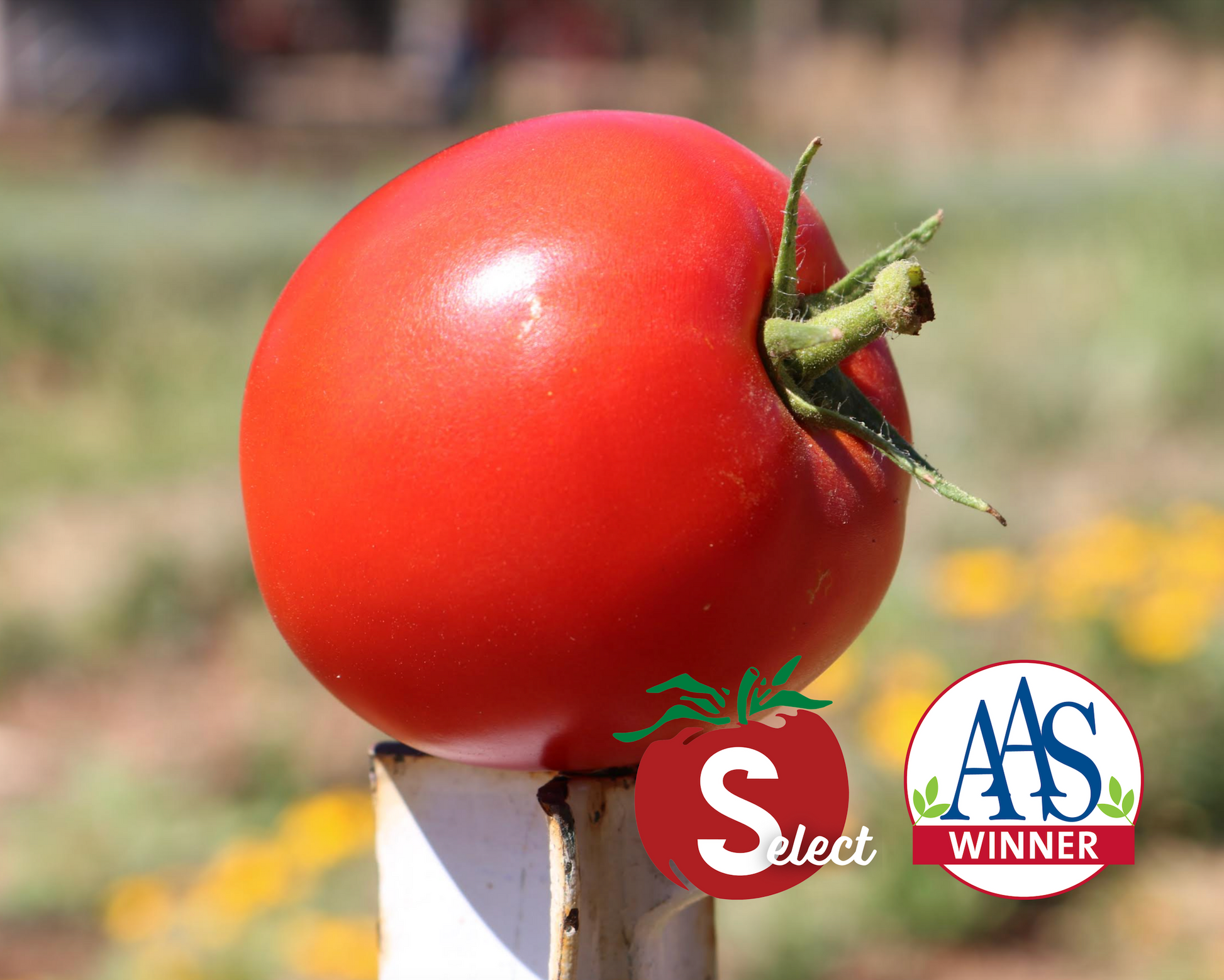 Packet of Seeds 'n Such Big Beef Hybrid Tomato Seeds showing a colorful vegetable seed packet for growing large beefsteak tomatoes.