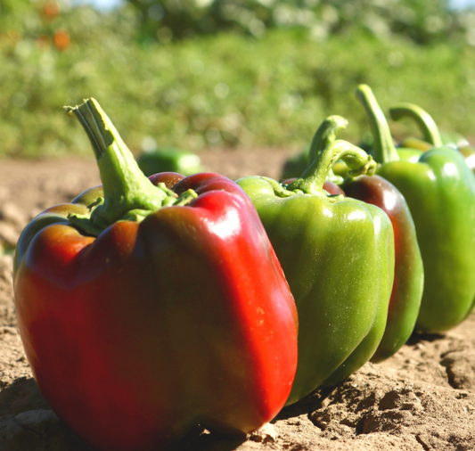 Packet of Aristotle X3R Hybrid Sweet Bell Pepper vegetable seeds from Seeds 'n Such, showing a colorful seed packet with 8 to 10 seeds