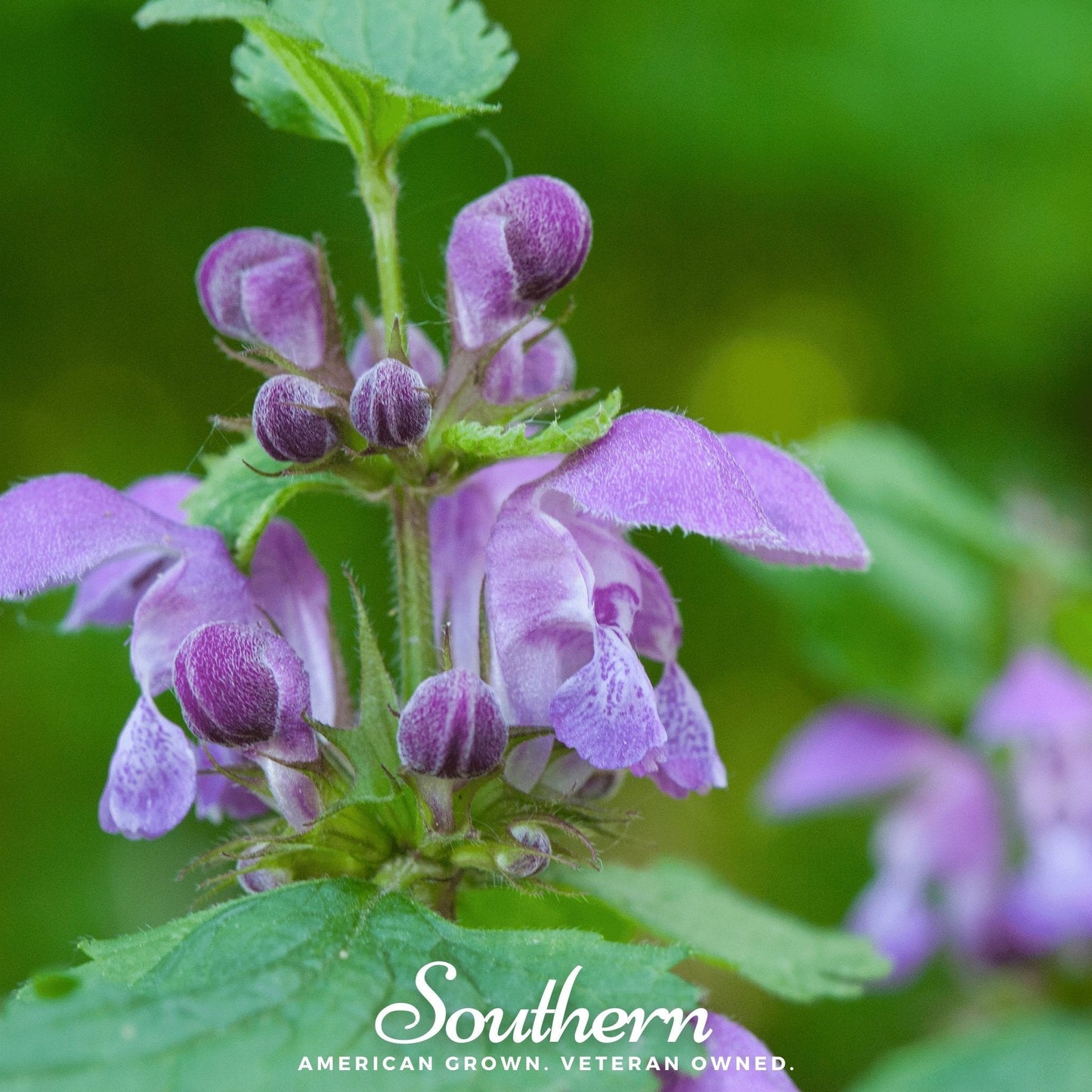 Official Mad Dog Skullcap seeds by Southern Seeds, showing a close-up of the skullcap plant and seed packets for cultivation.