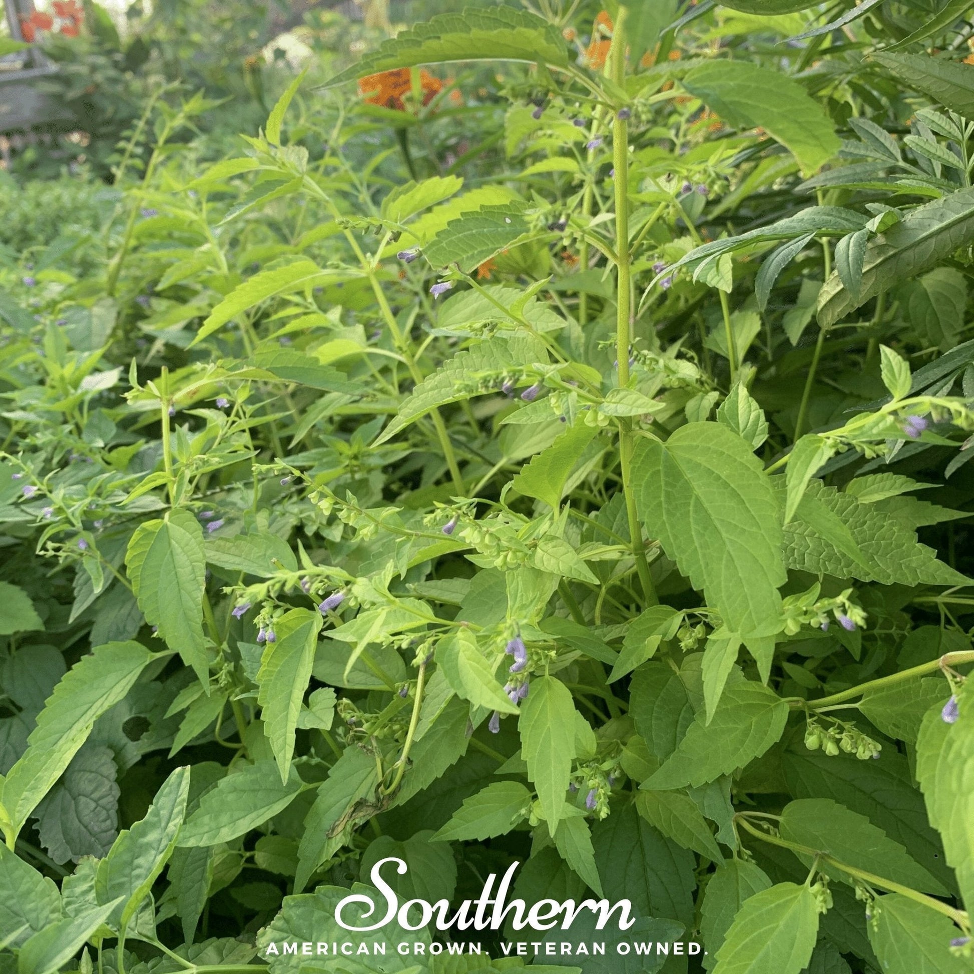 Official Mad Dog Skullcap seeds by Southern Seeds, 50 seeds of Scutellaria lateriflora, shown in a clear seed packet image.