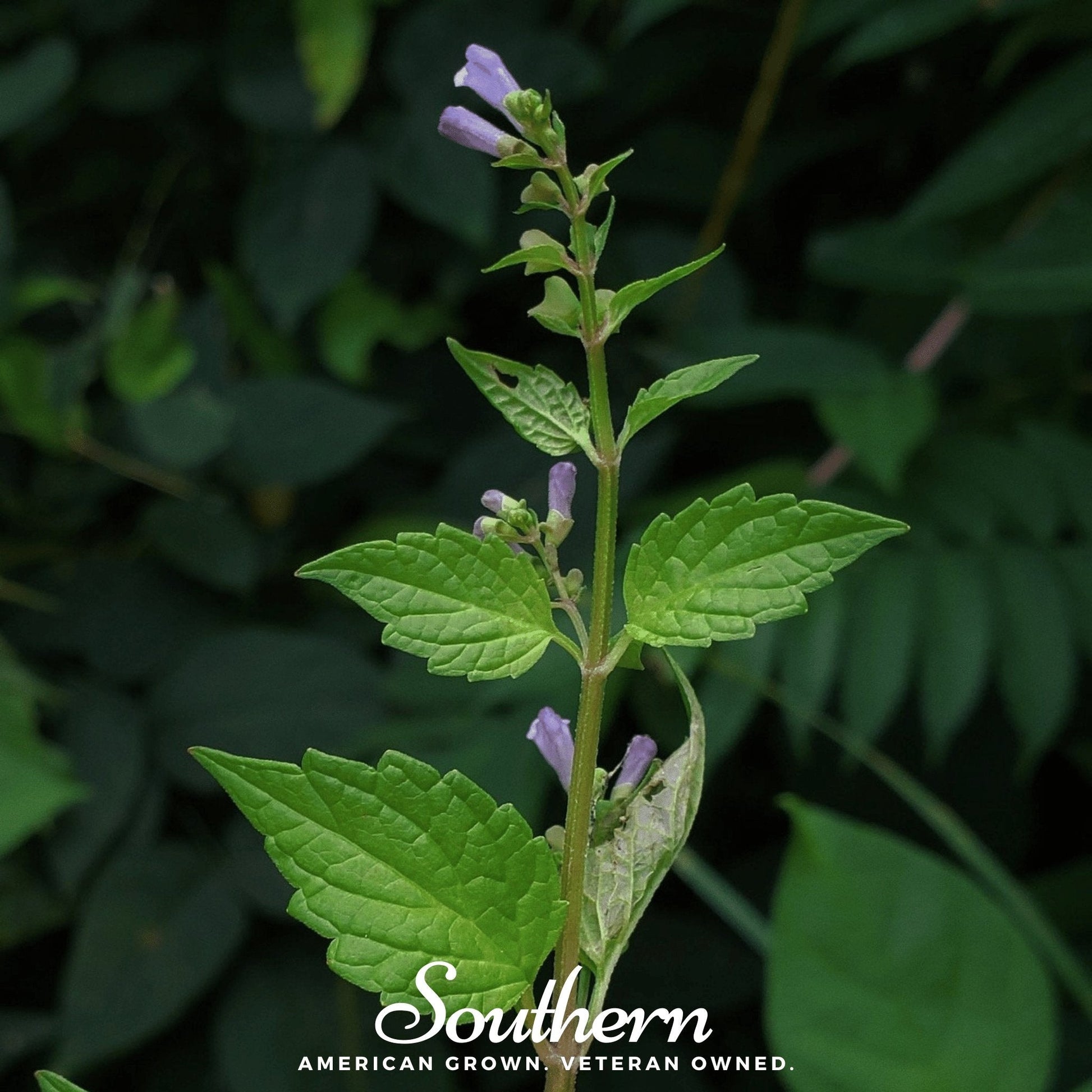 Official Mad Dog Skullcap seeds by Southern Seeds, showing a packet of 50 Scutellaria lateriflora seeds for planting.