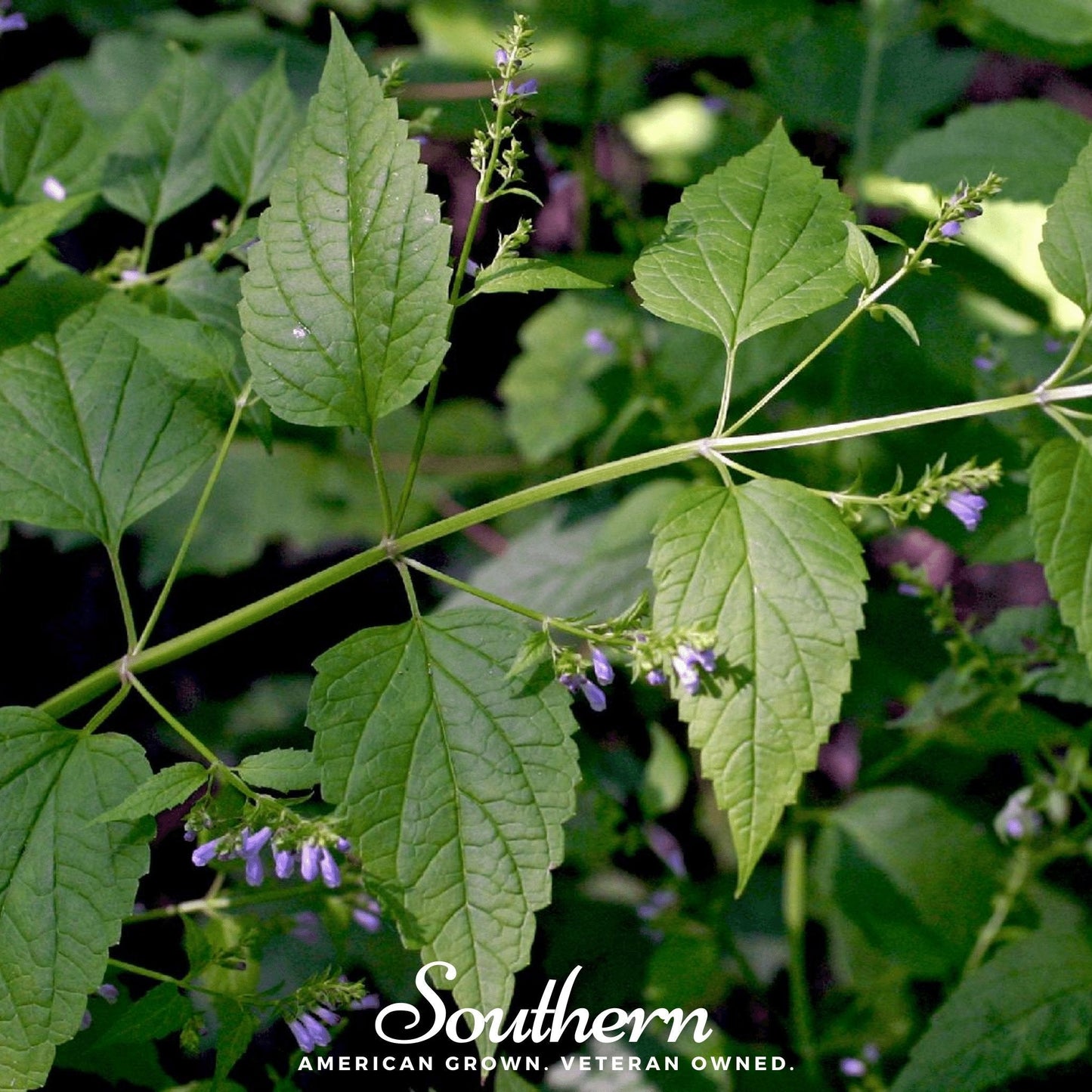 Official Mad Dog Skullcap seeds from Southern Seeds, 50 seeds of Scutellaria lateriflora, shown in a close-up image.