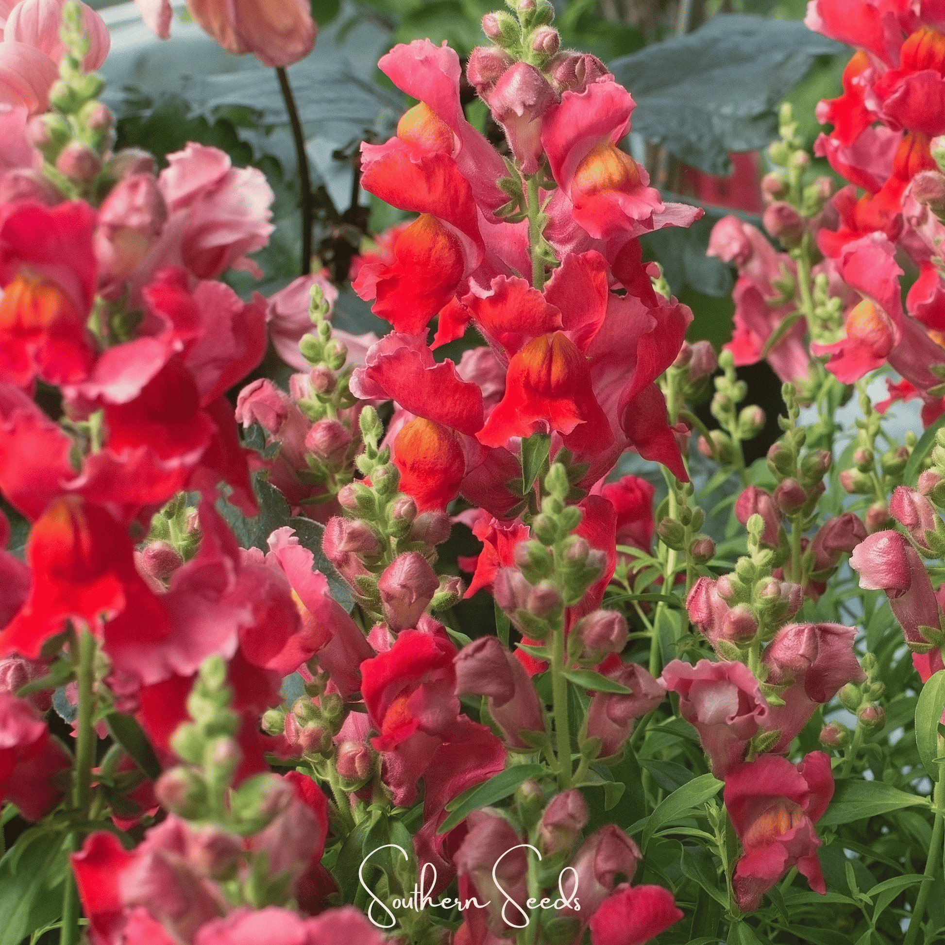 Defiance Snapdragon seeds by Southern Seeds, showing small packet of 200 antirrhinum majus flower seeds for planting.