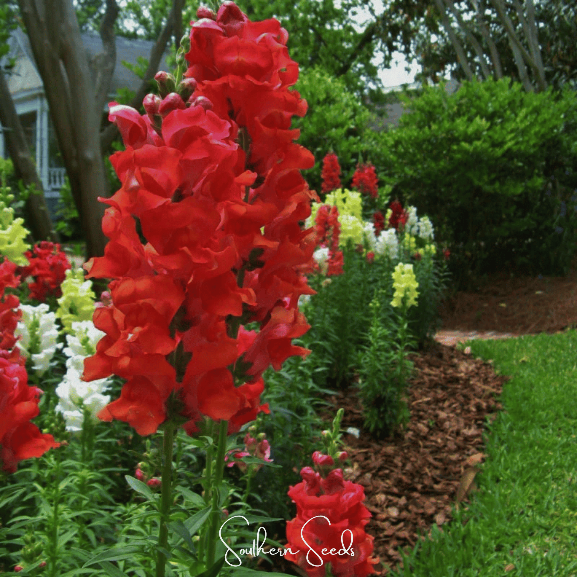 Pack of Defiance Snapdragon antirrhinum majus seeds from Southern Seeds, showcasing vibrant flower buds and green foliage.