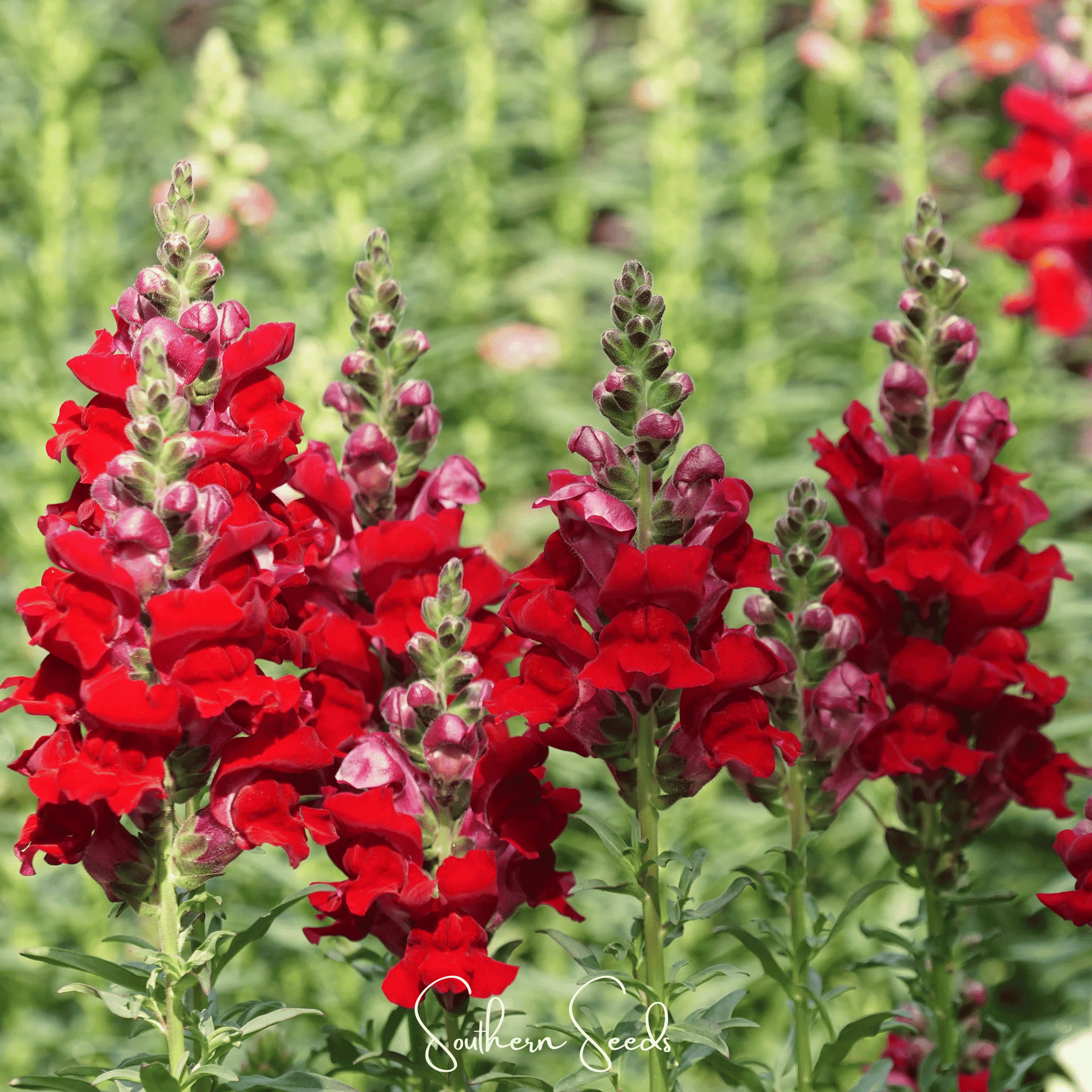 Defiance Snapdragon seeds from Southern Seeds, showing vibrant flower buds and green foliage, ready for planting.