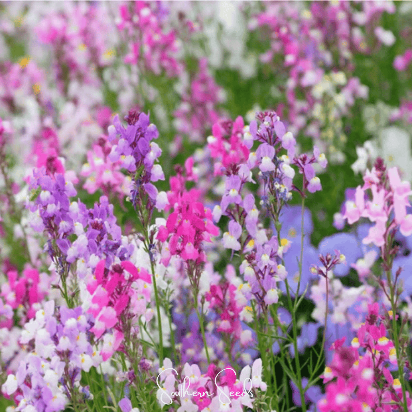Northern Lights Toadflax Mix seeds from Southern Seeds, showcasing vibrant snapdragon-like flowers in a colorful mix.