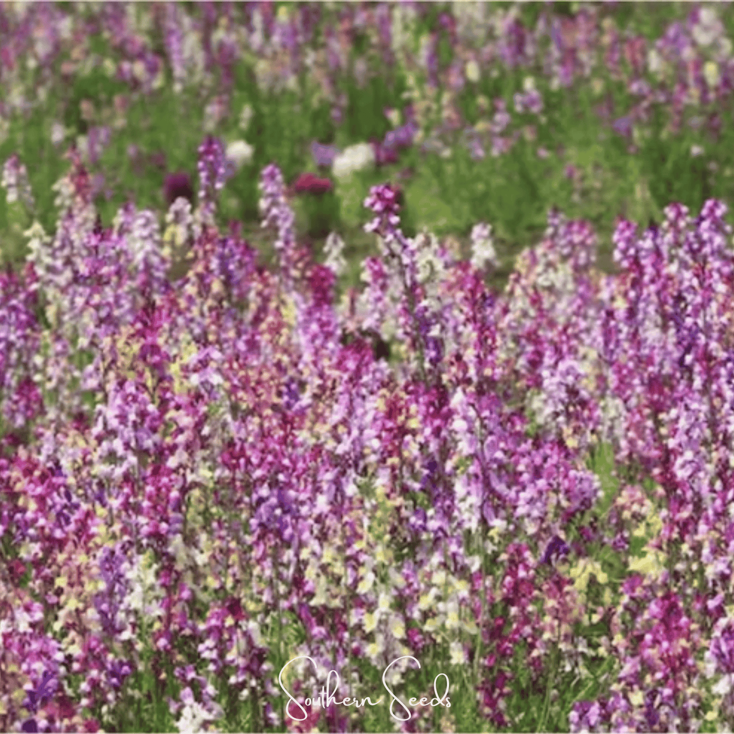 Northern Lights Toadflax Mix seeds from Southern Seeds, showing vibrant flower buds and green foliage for garden planting.