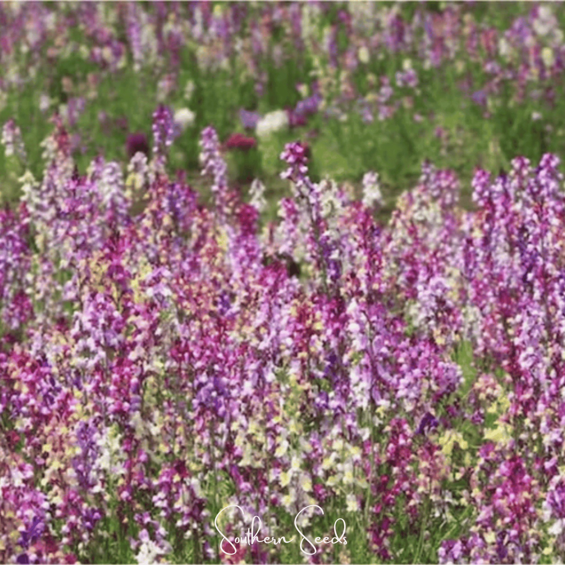 Northern Lights Toadflax Mix seeds from Southern Seeds, showing vibrant flower buds and green foliage for garden planting.