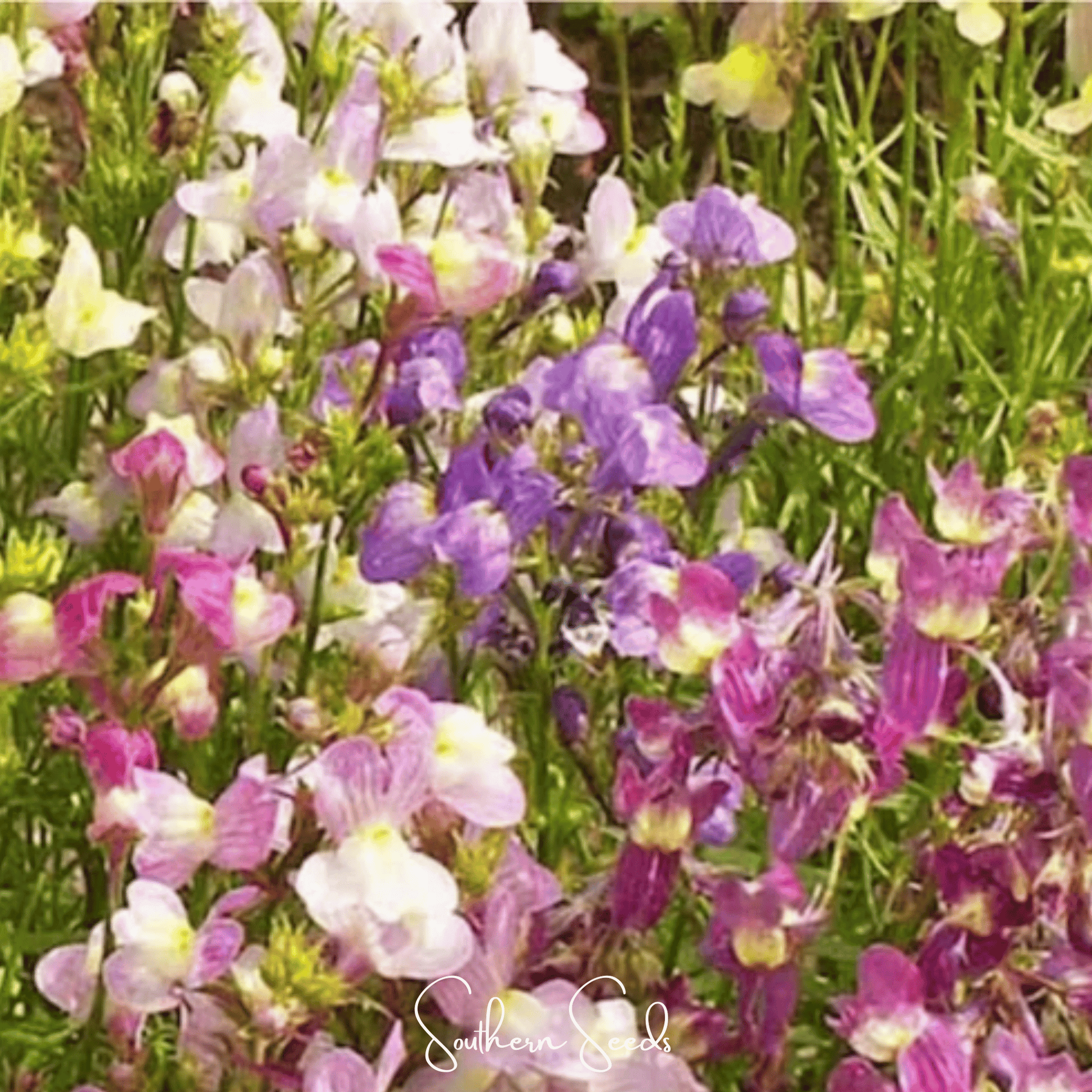 Northern Lights Toadflax Mix seed packet from Southern Seeds, featuring vibrant snapdragon-like flowers in a colorful mix.