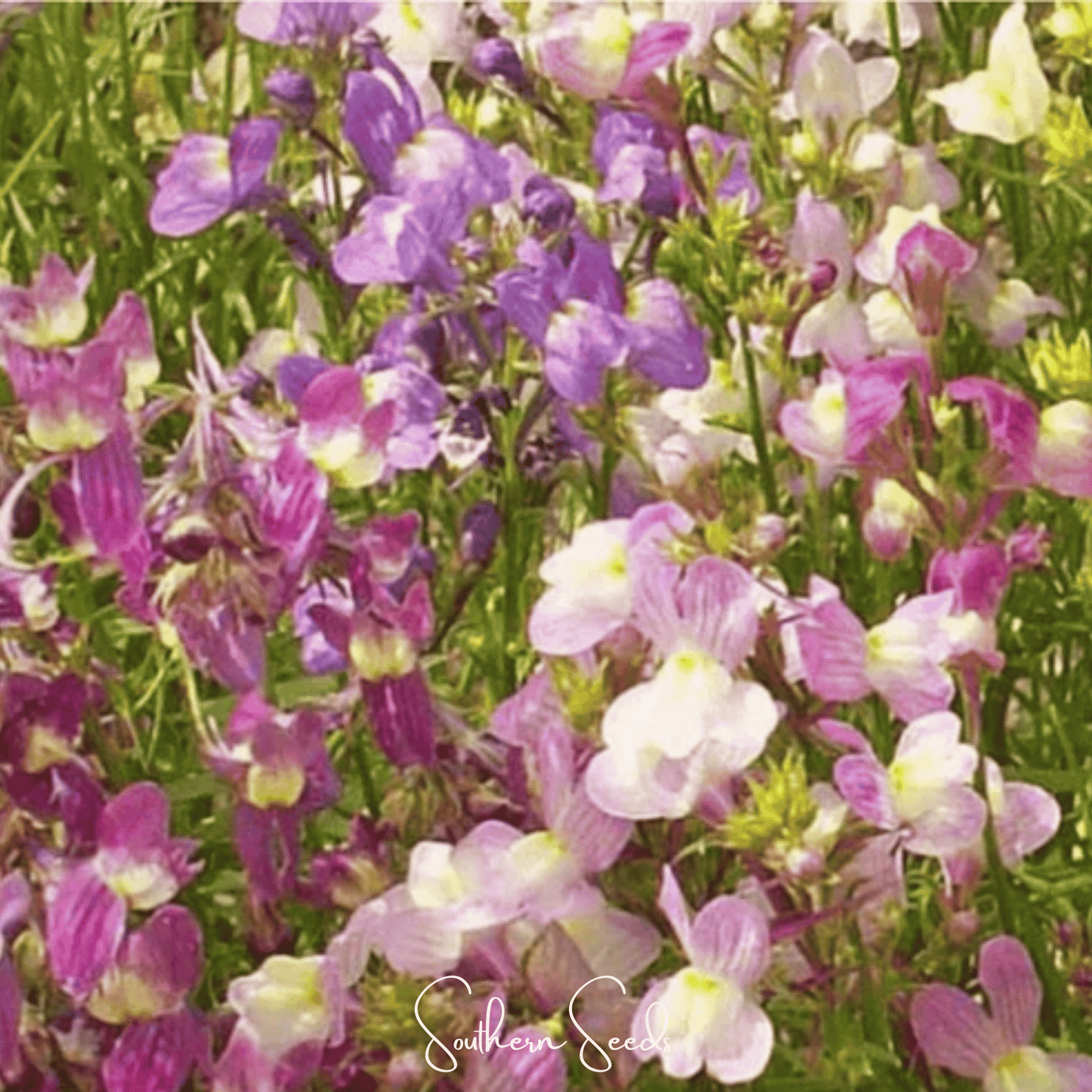 Northern Lights Toadflax Mix seeds from Southern Seeds, showcasing vibrant flower images and seed packet for planting.