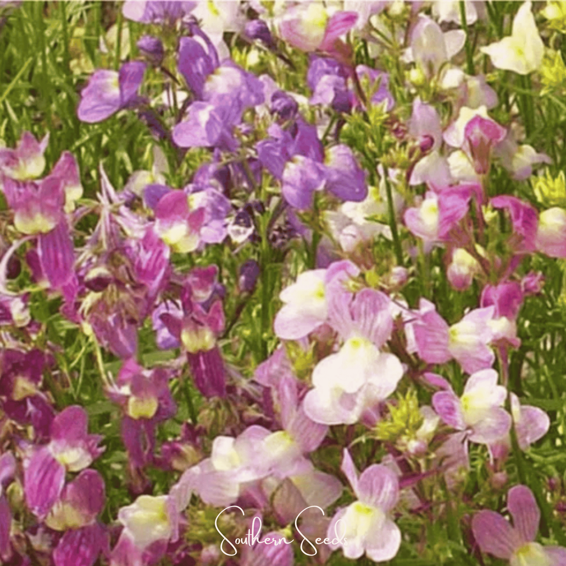 Northern Lights Toadflax Mix seeds from Southern Seeds, showcasing vibrant flower images and seed packet for planting.