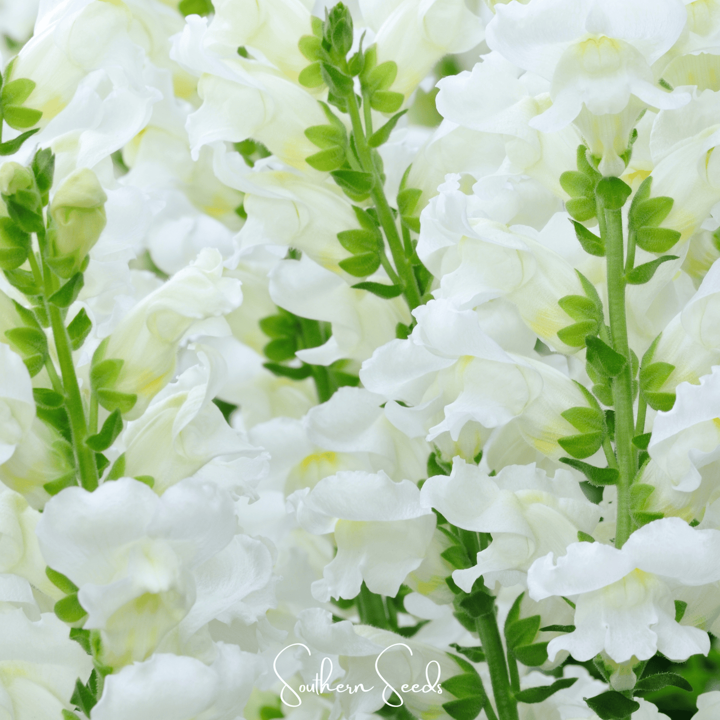 Snowflake Snapdragon Antirrhinum majus seeds from Southern Seeds, showing small seed packets for planting in gardens.
