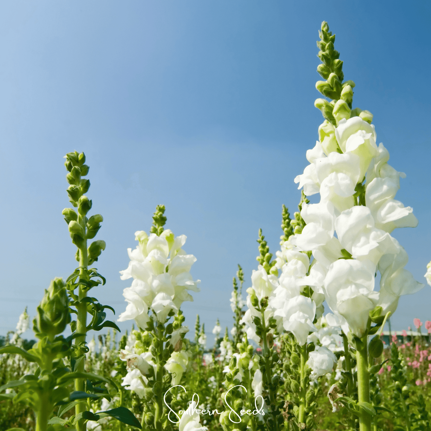 Snowflake Snapdragon Antirrhinum majus seeds from Southern Seeds, showing small seed grains on a white background.